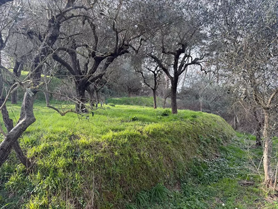Immagine 20 di Terratetto in vendita  a Sarzana