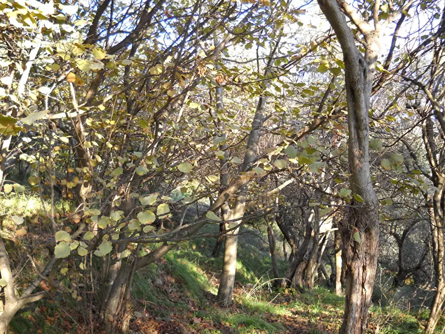 Immagine 4 di Terreno agricolo in vendita  a Ortonovo