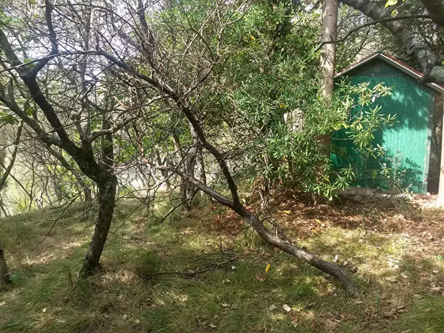 Immagine 5 di Terreno agricolo in vendita  a Ortonovo