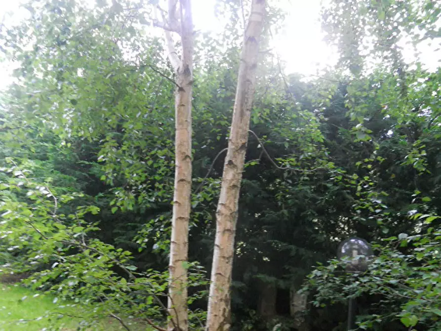 Immagine 14 di Terratetto in vendita  a Ortonovo