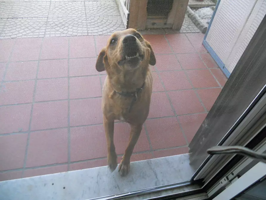 Immagine 11 di Terratetto in vendita  a Sarzana