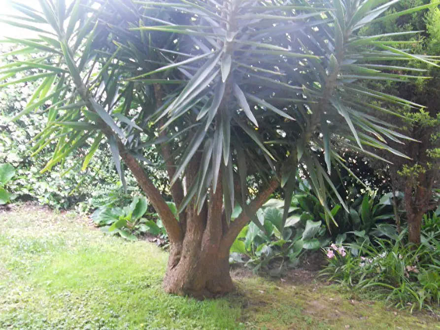 Immagine 19 di Terratetto in vendita  a Ortonovo