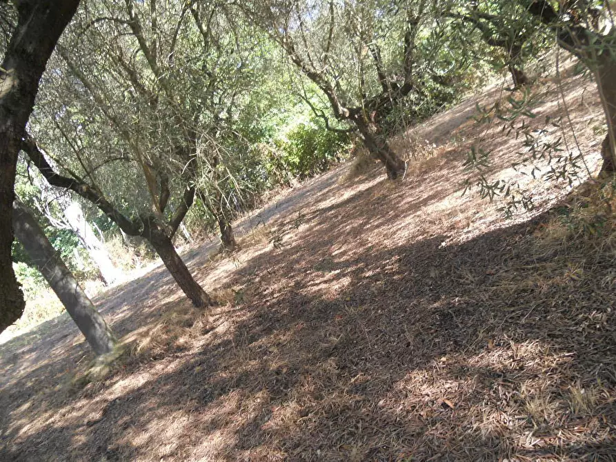 Immagine 81 di Casa colonica in vendita  a Castelnuovo Magra