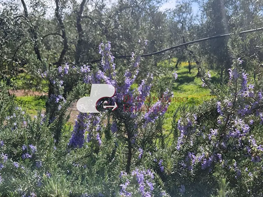 Immagine 3 di Rustico / casale in vendita  a Andria