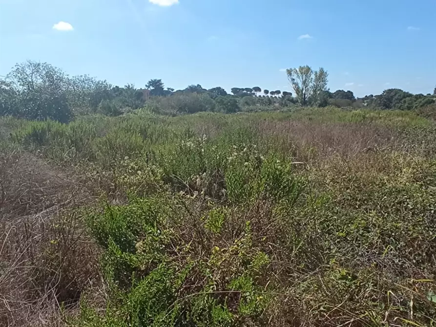 Immagine 4 di Terreno edificabile in vendita  a Bracciano