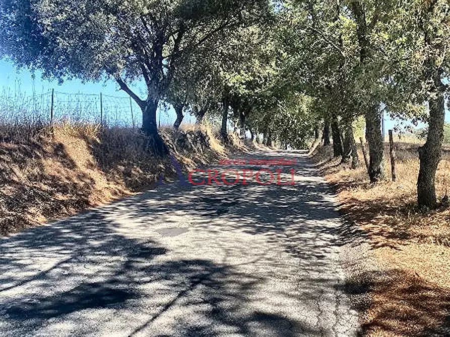 Immagine 8 di Terreno agricolo in vendita  a Anguillara Sabazia
