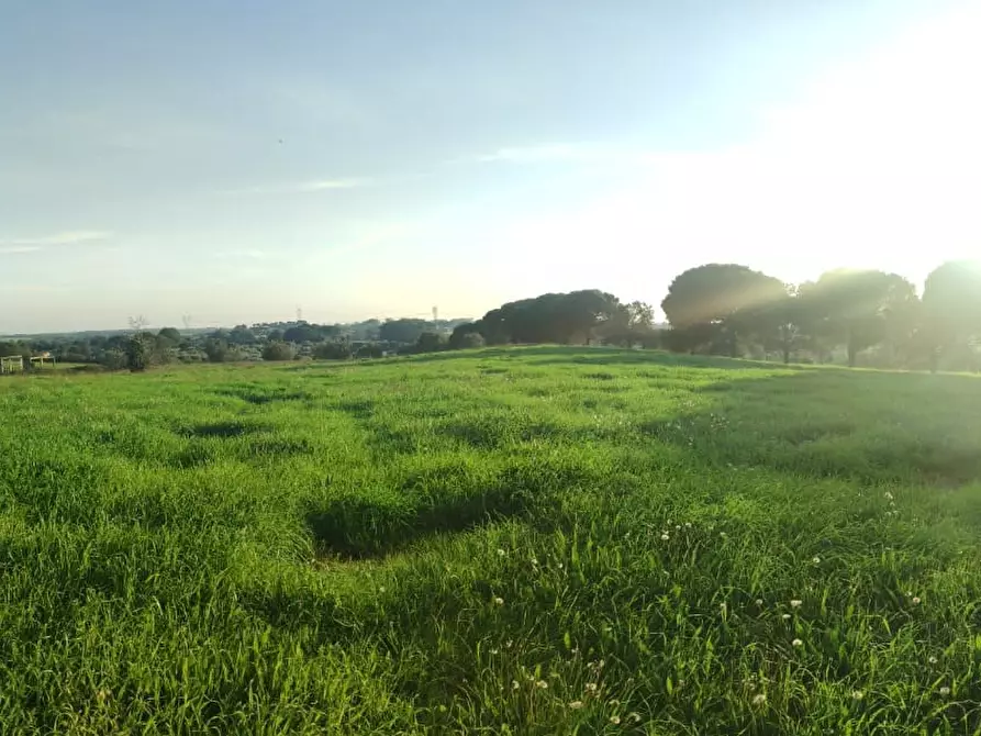 Immagine 9 di Terreno agricolo in vendita  a Bracciano