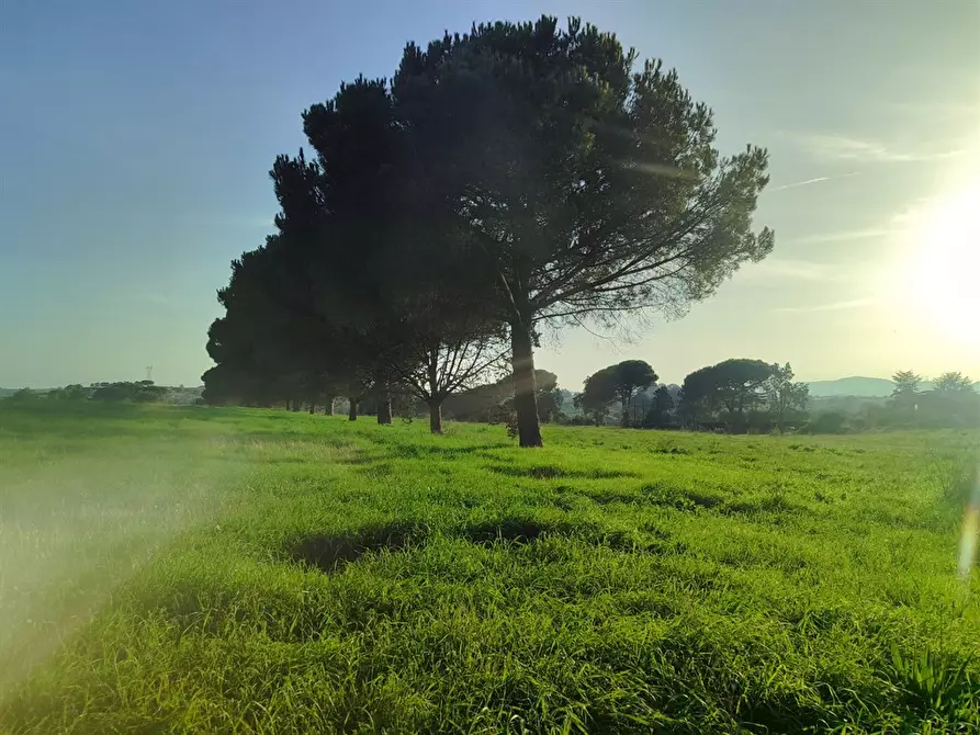 Immagine 6 di Terreno agricolo in vendita  a Bracciano
