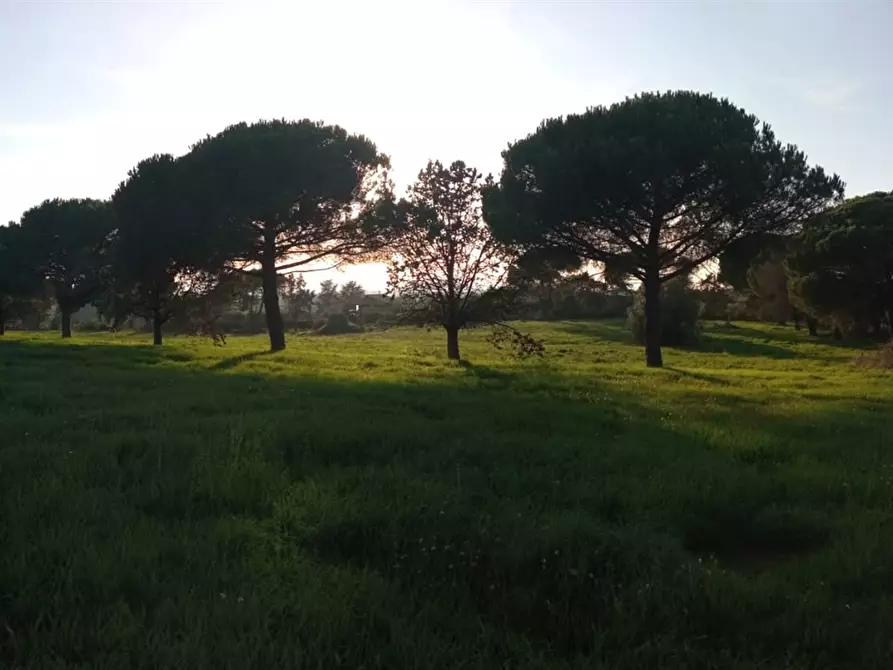 Immagine 2 di Terreno agricolo in vendita  a Bracciano