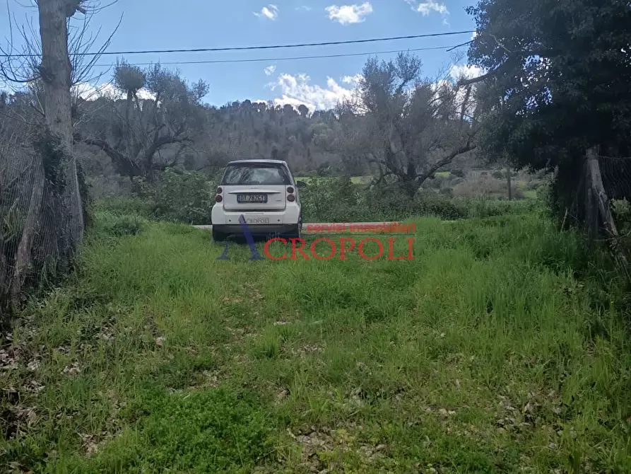 Immagine 7 di Terreno agricolo in affitto  a Anguillara Sabazia