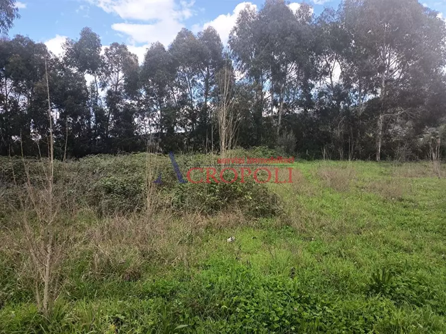 Immagine 9 di Terreno agricolo in affitto  a Anguillara Sabazia