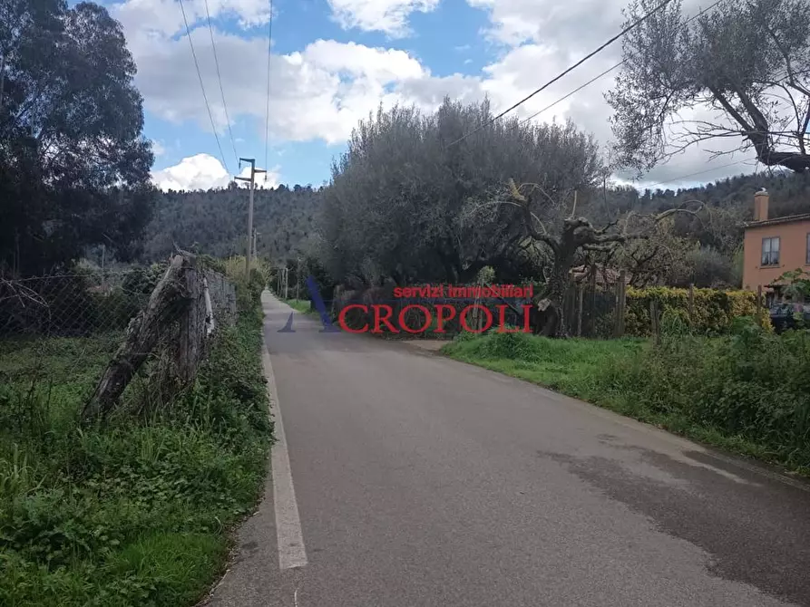 Immagine 2 di Terreno agricolo in affitto  a Anguillara Sabazia