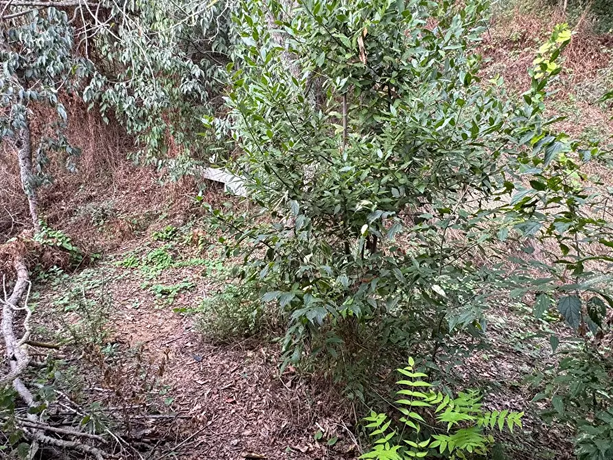 Immagine 9 di Locale commerciale in vendita  in VIA PERLATURA 49 a Ariccia