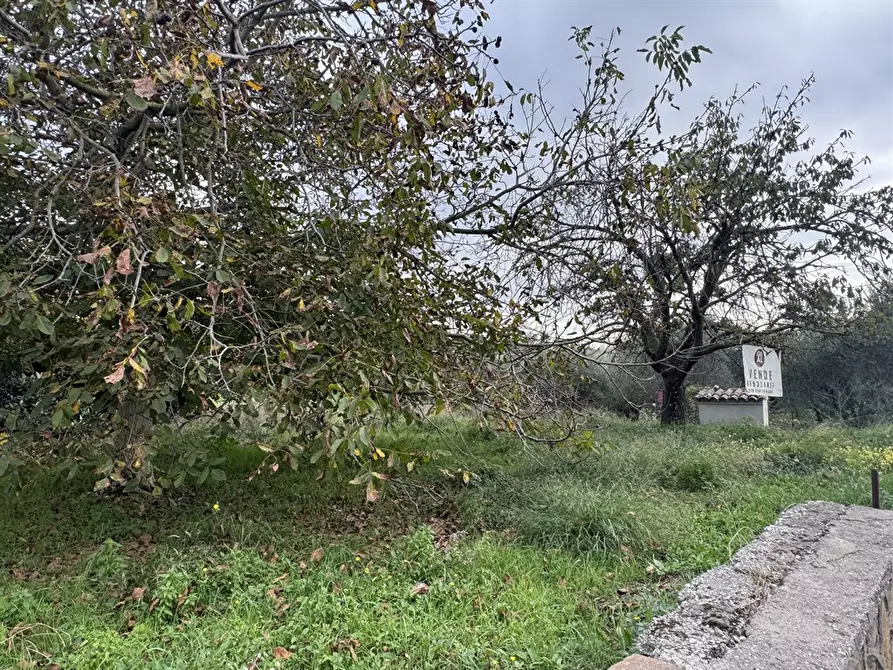Immagine 4 di Terreno agricolo in vendita  in Via Tenutella 9 a Albano Laziale