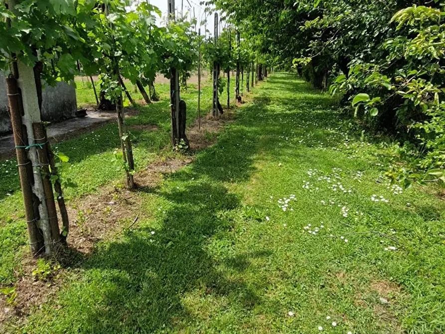 Immagine 7 di Terreno agricolo in vendita  in VIA PASCOLON a Chioggia