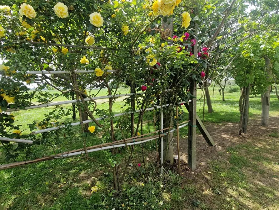 Immagine 8 di Terreno agricolo in vendita  in VIA PASCOLON a Chioggia