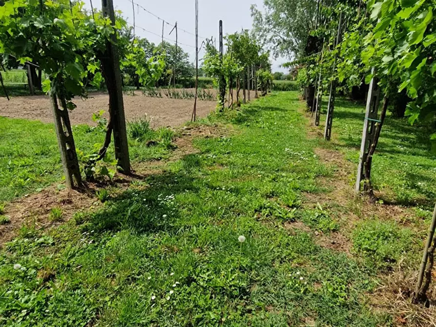 Immagine 9 di Terreno agricolo in vendita  in VIA PASCOLON a Chioggia