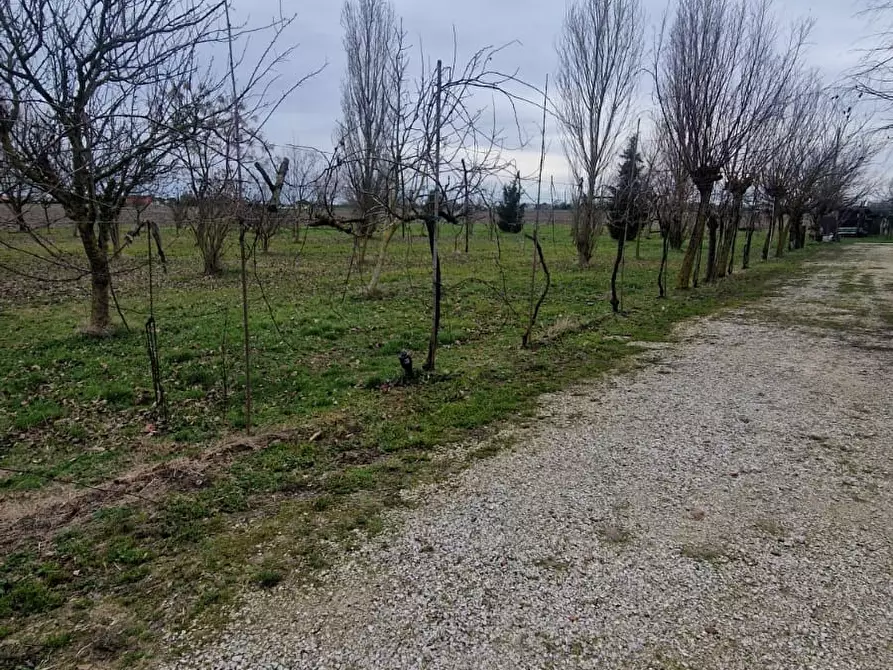 Immagine 6 di Terreno agricolo in vendita  in VIA PASCOLON a Chioggia