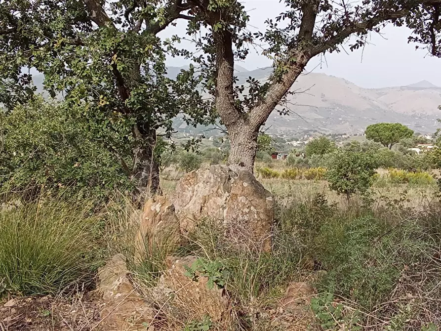 Immagine 2 di Terreno agricolo in vendita  in Contrada Catalano a Bolognetta