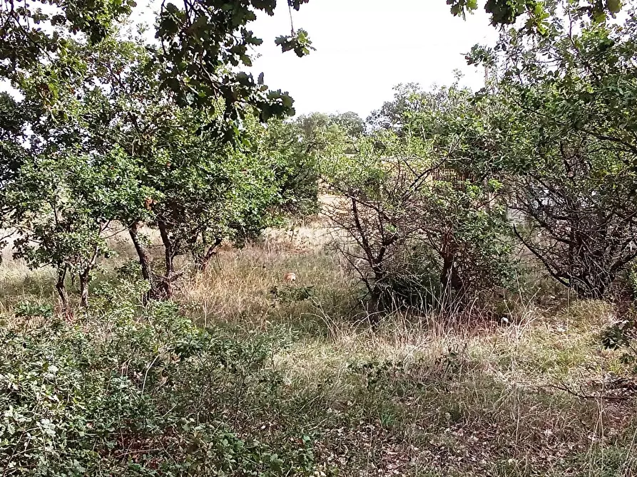 Immagine 1 di Terreno agricolo in vendita  in CONTRADA CATALANO a Bolognetta