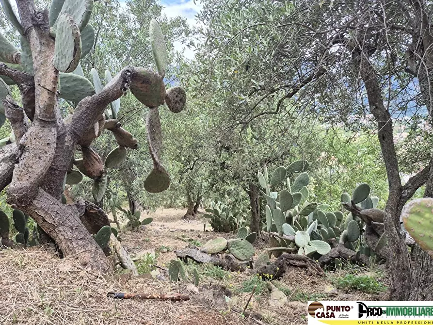 Immagine 7 di Terreno edificabile in vendita  in via regione siciliana a Monreale