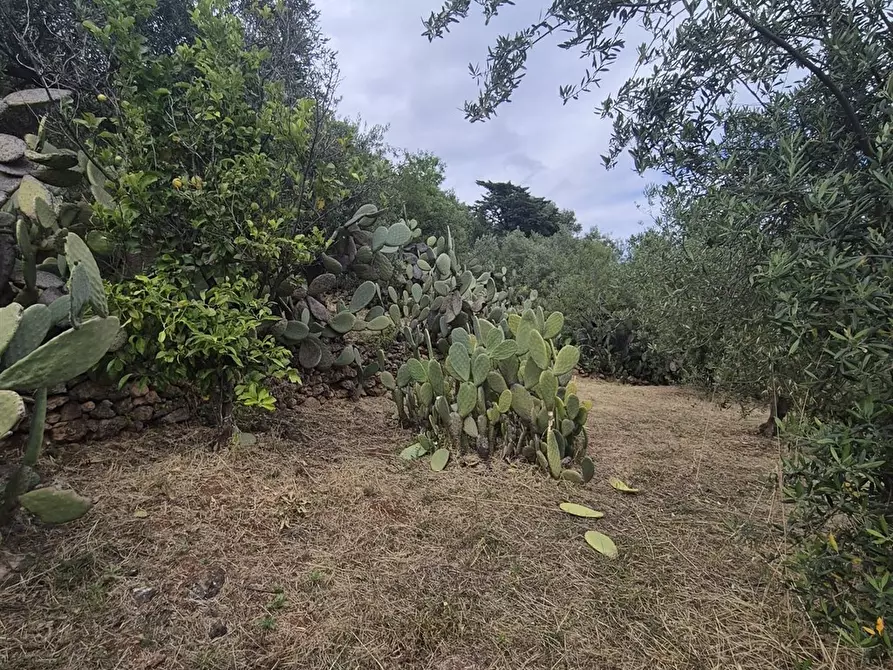 Immagine 6 di Terreno edificabile in vendita  in via regione siciliana a Monreale