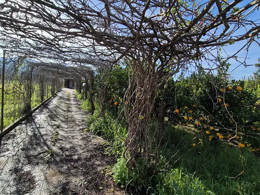 Immagine 8 di Casa indipendente in vendita  in Contrada Calzata, snc a Campofelice Di Roccella