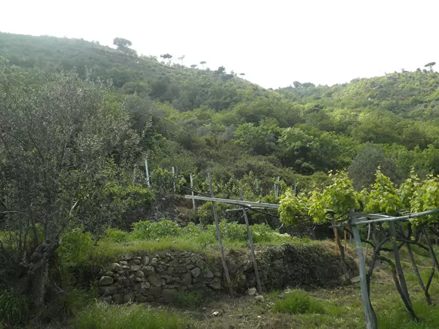 Immagine 3 di Rustico / casale in vendita  a Alassio