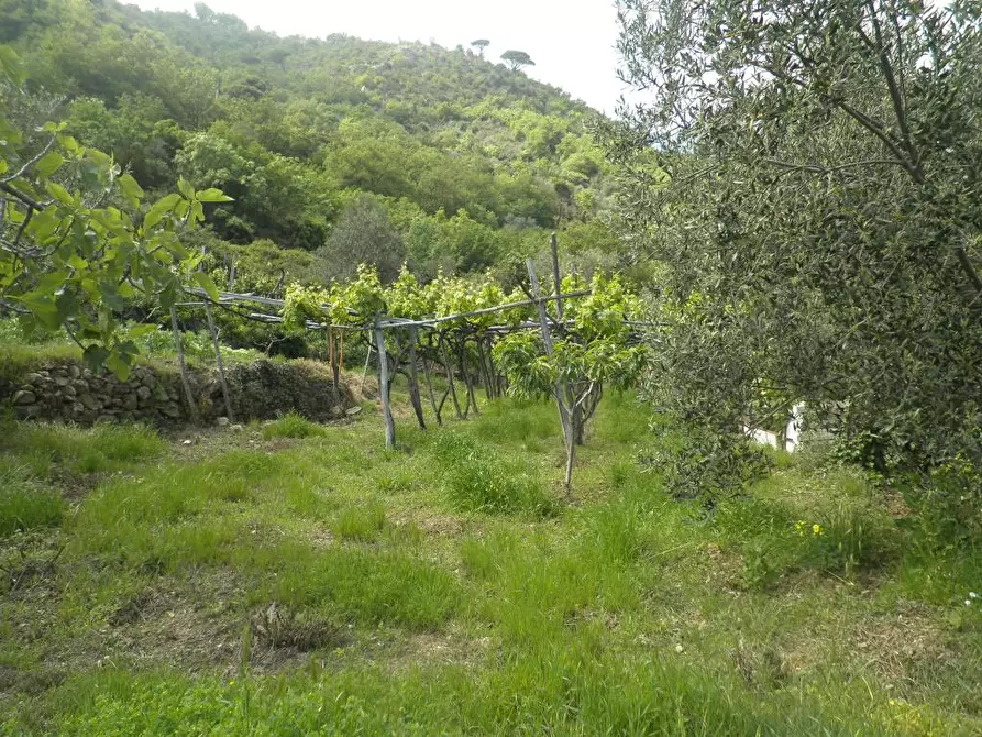Immagine 4 di Rustico / casale in vendita  a Alassio