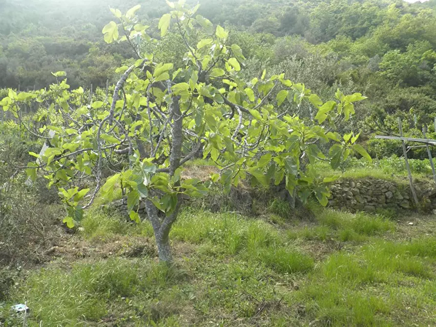 Immagine 2 di Rustico / casale in vendita  a Alassio