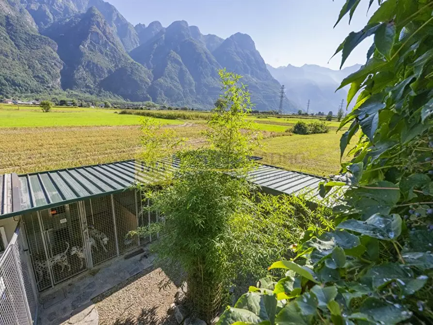 Immagine 2 di Azienda agricola in vendita  in via zocchi a Samolaco