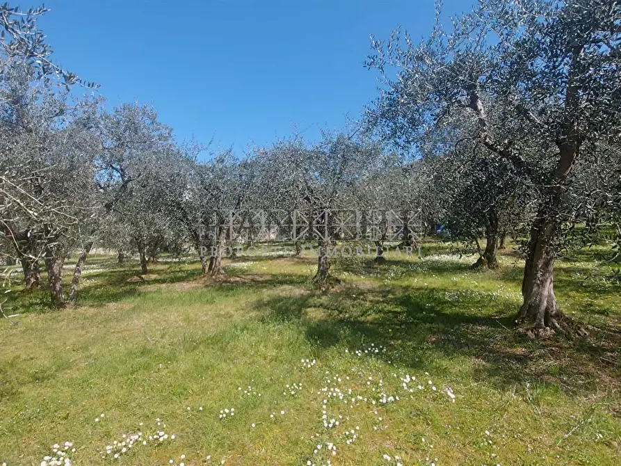 Immagine 1 di Terreno edificabile in vendita  a Rapolano Terme