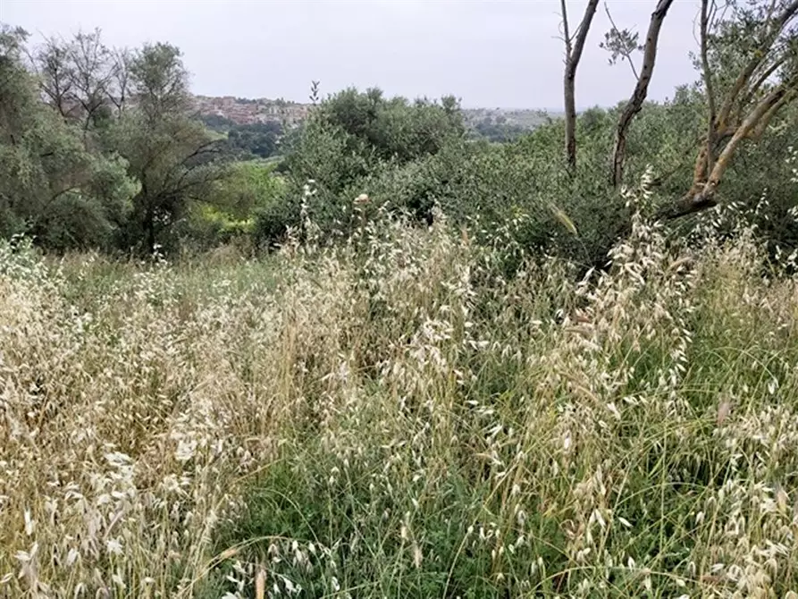 Immagine 2 di Terreno agricolo in vendita  in Via XII Apostoli a Fonte Nuova