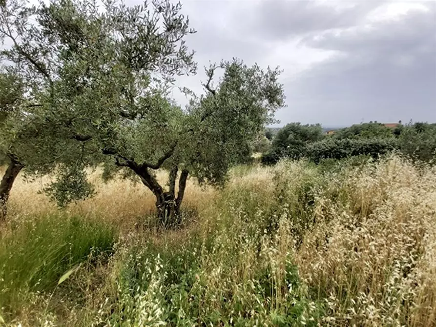 Immagine 1 di Terreno agricolo in vendita  in Via XII Apostoli a Fonte Nuova