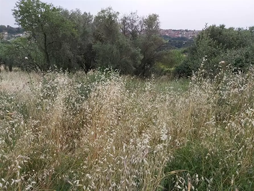 Immagine 4 di Terreno agricolo in vendita  in Via XII Apostoli a Fonte Nuova