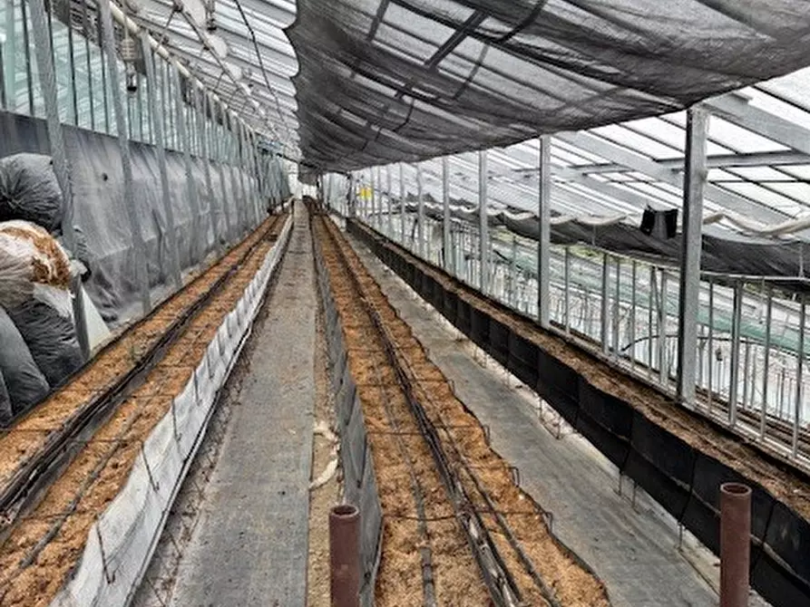 Immagine 3 di Villa in vendita  a San Biagio Della Cima