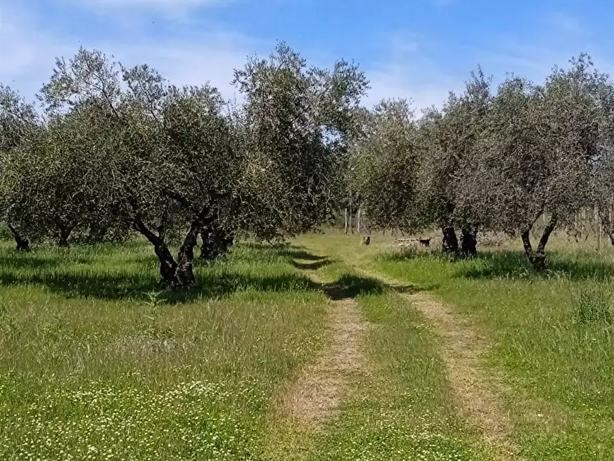 Immagine 4 di Rustico / casale in vendita  in VIA NAZIONALE SS 120 SNC a Linguaglossa
