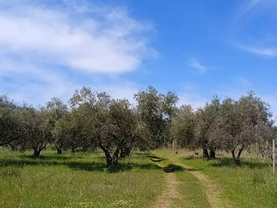 Immagine 1 di Rustico / casale in vendita  in VIA NAZIONALE SS 120 SNC a Linguaglossa
