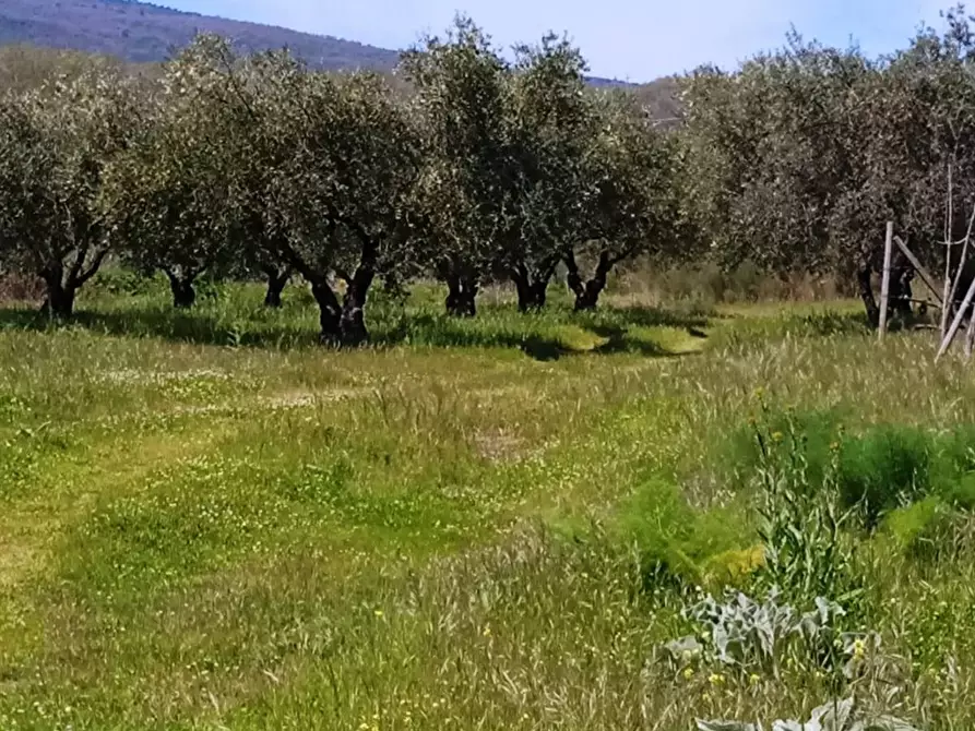 Immagine 2 di Rustico / casale in vendita  in VIA NAZIONALE SS 120 SNC a Linguaglossa