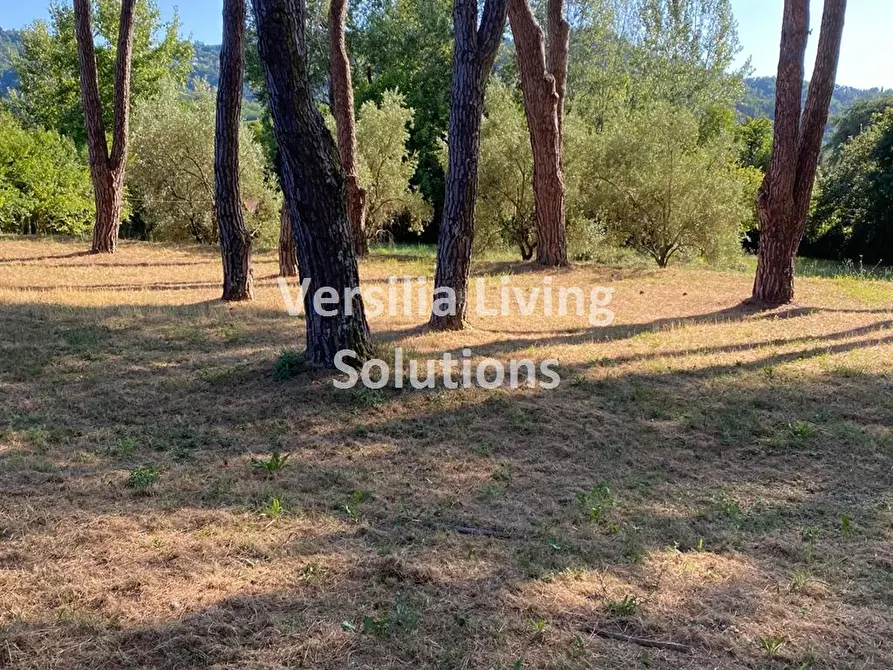 Immagine 3 di Villa in vendita  a Camaiore