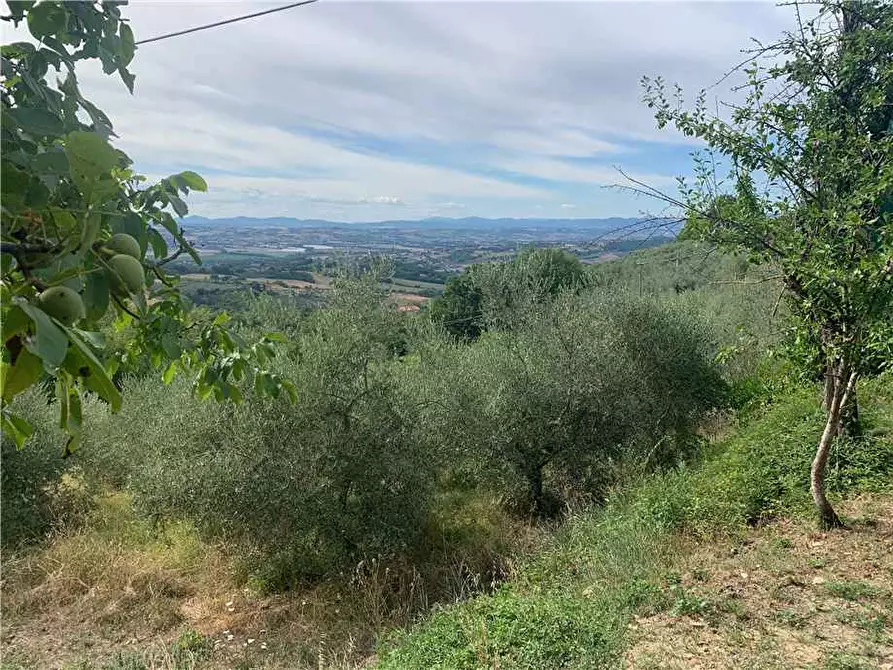Immagine 35 di Villa in vendita  in Via STRADA DI SAN GIOVANNI, 68 a Collazzone