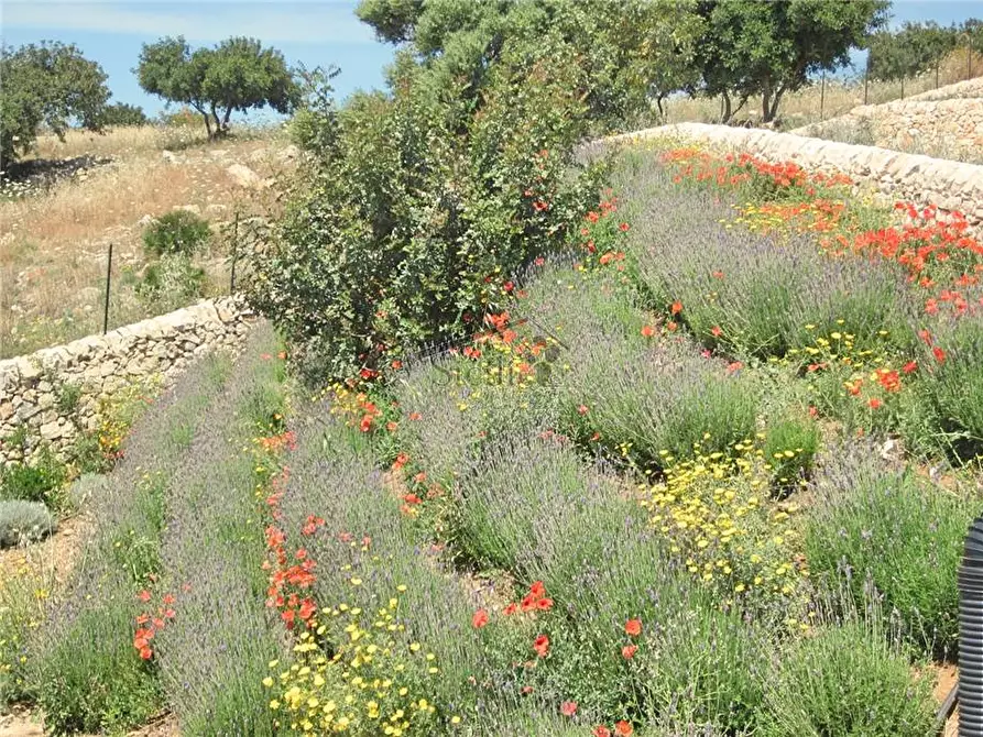 Immagine 13 di Villa in vendita  a Scicli
