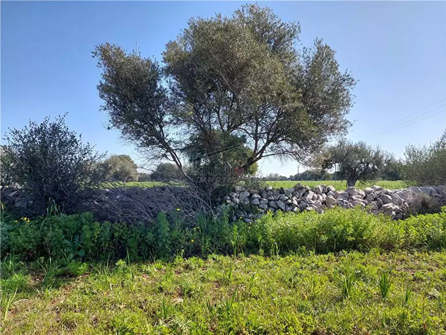 Immagine 7 di Terreno in vendita  a Scicli