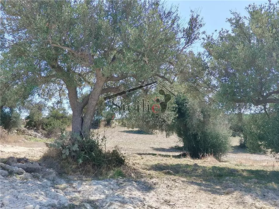 Immagine 7 di Terreno in vendita  a Scicli