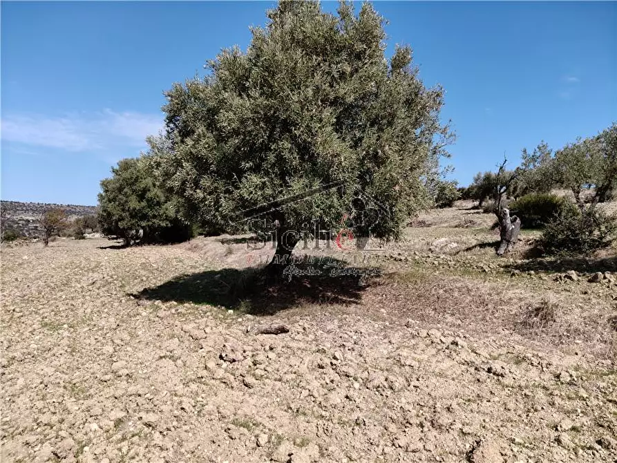 Immagine 4 di Terreno in vendita  a Scicli