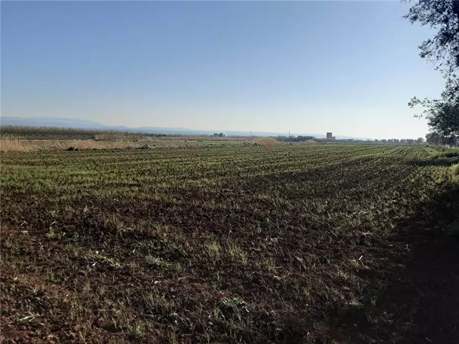 Immagine 3 di Terreno in vendita  a Sannicandro Garganico
