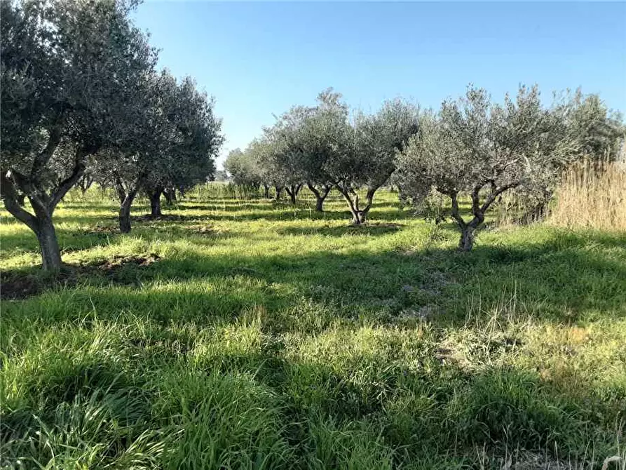 Immagine 5 di Terreno in vendita  a Sannicandro Garganico