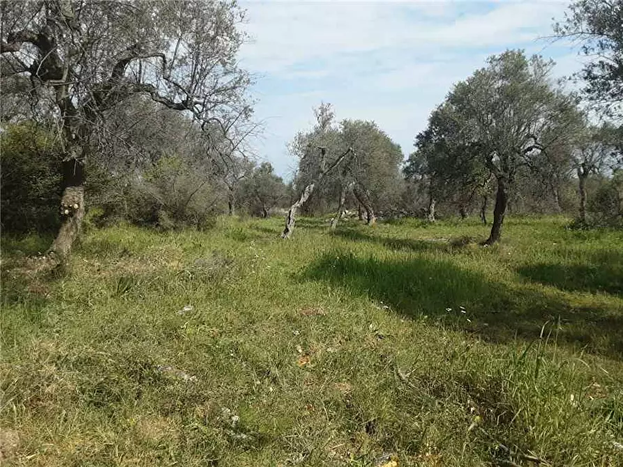 Immagine 2 di Terreno in vendita  a Sannicandro Garganico