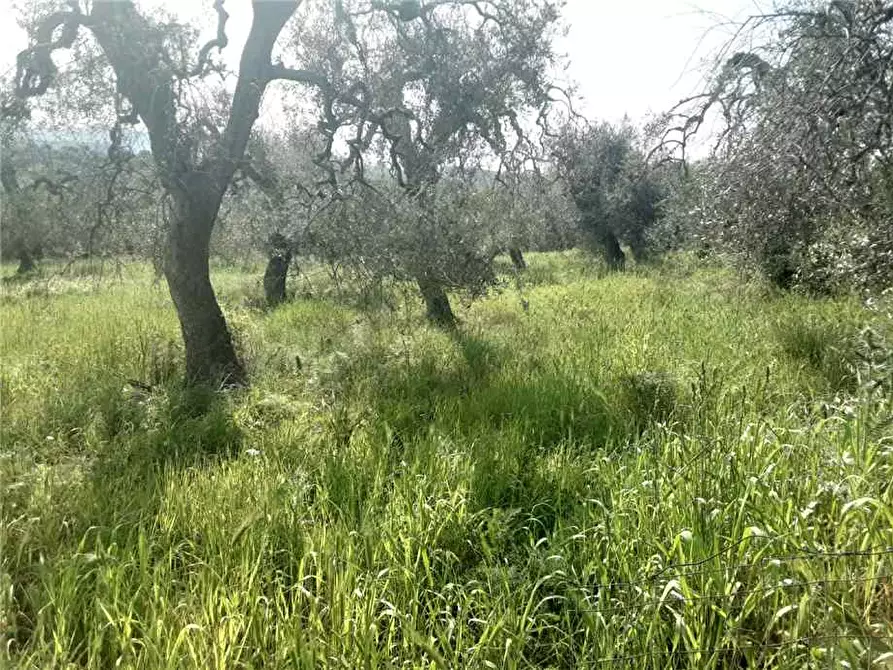 Immagine 4 di Terreno in vendita  a Sannicandro Garganico