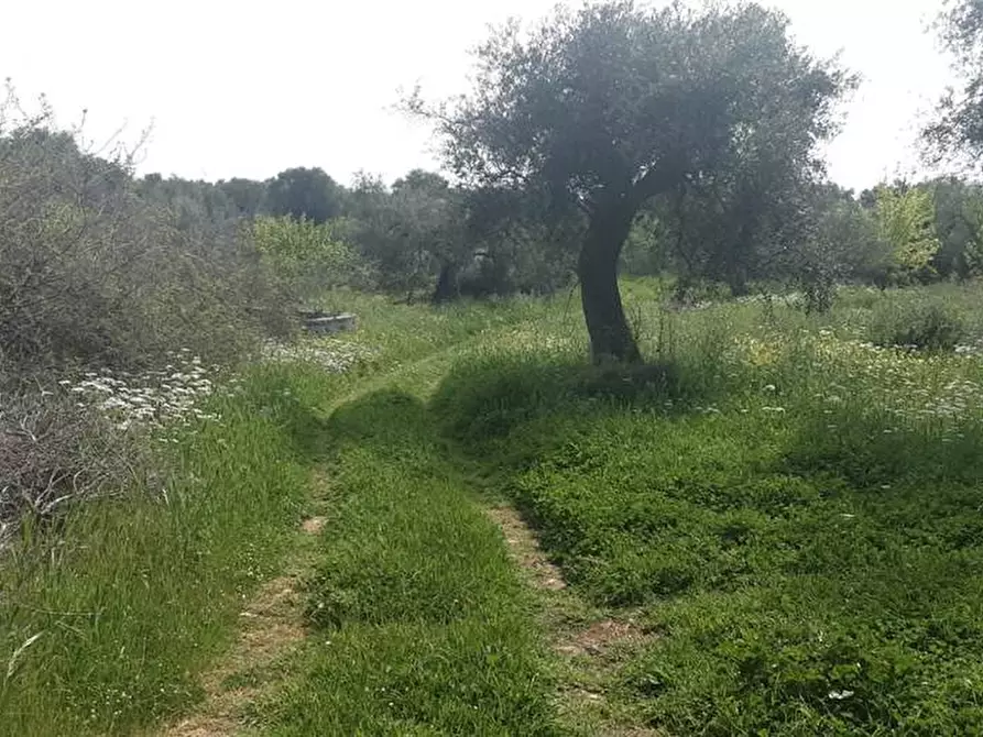 Immagine 5 di Terreno in vendita  a Sannicandro Garganico
